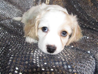 Female Cavachon Puppy for sale #34 Ready Christmas Time 2012|Born October 21st 2012